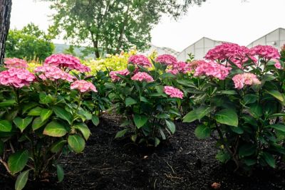 Image showing  2 gal. Potted Soul Mate Reblooming Hydrangea Plant