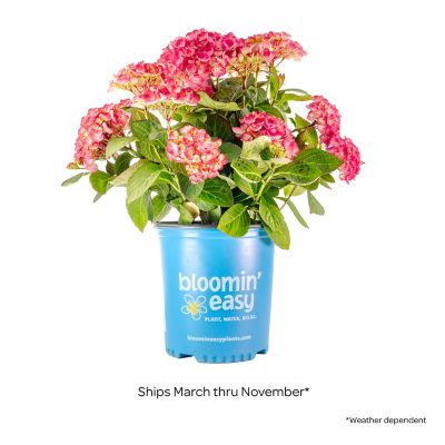 Image showing  2 gal. Potted Soul Mate Reblooming Hydrangea Plant