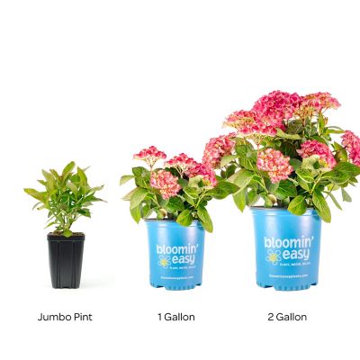 Image showing 5 th Bloomin' Easy 2 gal. Potted Soul Mate Reblooming Hydrangea Plant