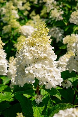 Image showing 1 th Bloomin' Easy 2 gal. Potted Bouncy Hardy Hydrangea Plant