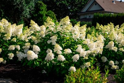 Image showing 2 th Bloomin' Easy 2 gal. Potted Bouncy Hardy Hydrangea Plant