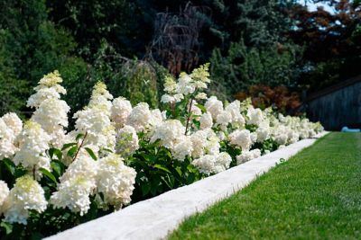 Image showing 3 th Bloomin' Easy 2 gal. Potted Bouncy Hardy Hydrangea Plant