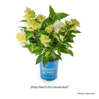 Image showing 4 th Bloomin' Easy 2 gal. Potted Bouncy Hardy Hydrangea Plant