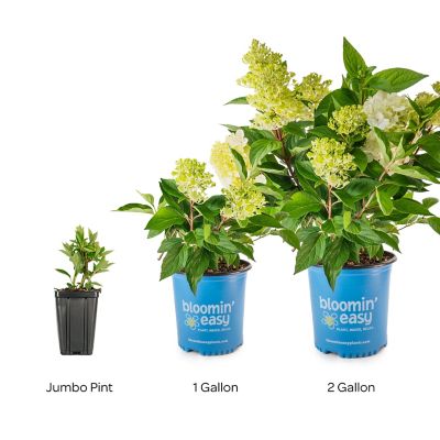 Image showing 5 th Bloomin' Easy 2 gal. Potted Bouncy Hardy Hydrangea Plant