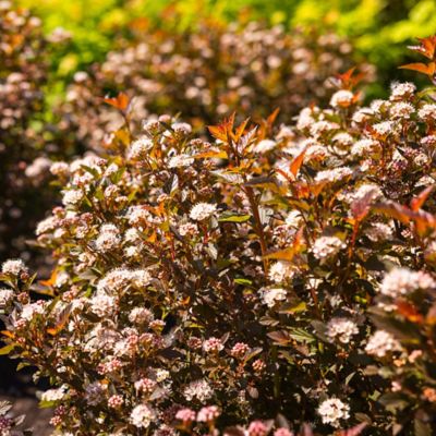 Image showing  2 gal. Potted Calico Kitty Ninebark Plant