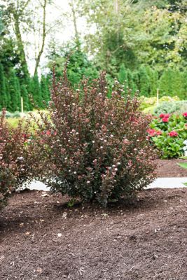 Image showing  2 gal. Potted Calico Kitty Ninebark Plant