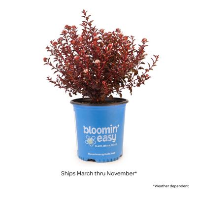 Image showing  2 gal. Potted Calico Kitty Ninebark Plant