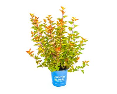 Bloomin' Easy 2 gal. Potted Savannah Sunset Ninebark Plant