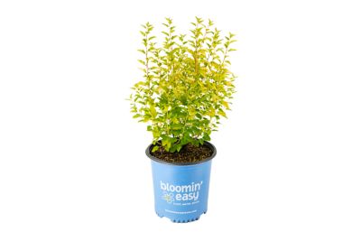 Bloomin' Easy 2 gal. Potted Cougar Cub Ninebark Plant