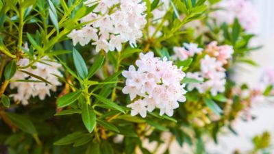 Image showing  2 gal. Potted Bloombux Blush Rhododendron Plant