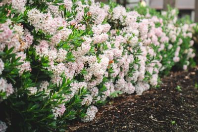 Image showing  2 gal. Potted Bloombux Blush Rhododendron Plant