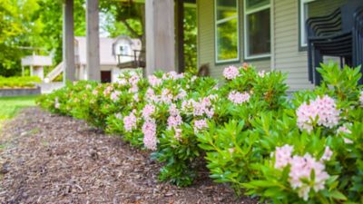 Image showing  2 gal. Potted Bloombux Blush Rhododendron Plant