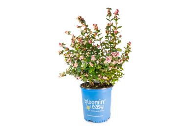 Bloomin' Easy 2 gal. Potted Pink Posy Snowberry Plant