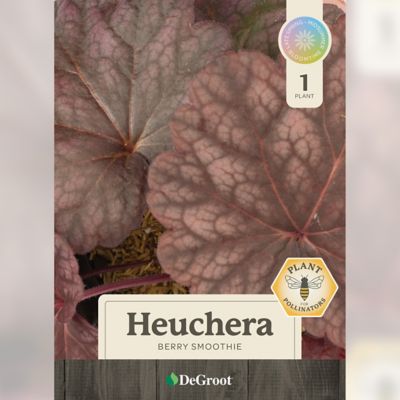 Image showing  1 gal. Berry Smoothie Coral Bells (Heuchera)