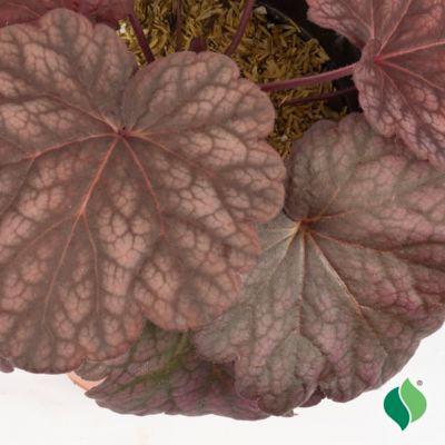 Image showing  1 gal. Berry Smoothie Coral Bells (Heuchera)