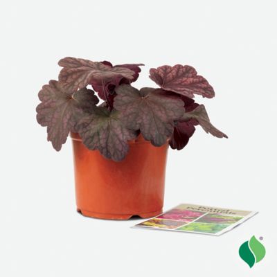 Image showing  1 gal. Berry Smoothie Coral Bells (Heuchera)