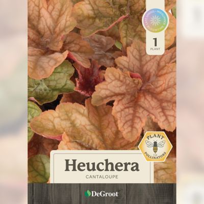 Image showing  1 gal. Cantaloupe Coral Bells (Heuchera)