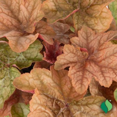 Image showing  1 gal. Cantaloupe Coral Bells (Heuchera)