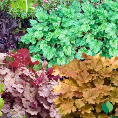 Image showing  1 gal. Cantaloupe Coral Bells (Heuchera)