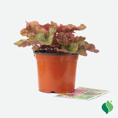 Image showing  1 gal. Cantaloupe Coral Bells (Heuchera)