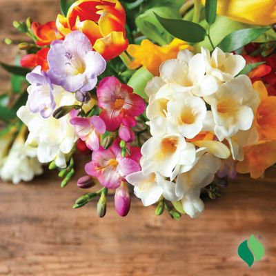 DeGroot Freesia Double Mix - 25 Bulbs