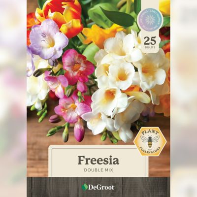 Image showing 1 th DeGroot Freesia Double Mix, 25 Bulbs