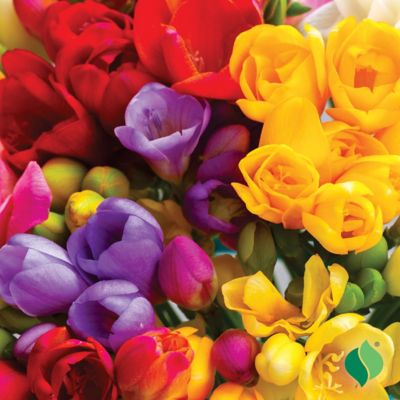Image showing 2 th DeGroot Freesia Double Mix, 25 Bulbs