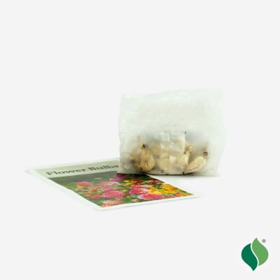 Image showing 3 th DeGroot Freesia Double Mix, 25 Bulbs