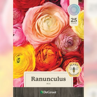 Image showing 1 th DeGroot Ranunculus Mix, 25 Bulbs
