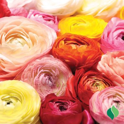 Image showing 2 th DeGroot Ranunculus Mix, 25 Bulbs