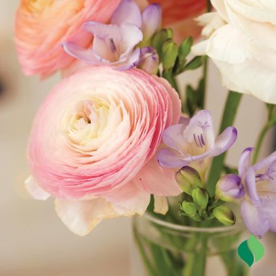 Image showing 3 th DeGroot Ranunculus Mix, 25 Bulbs