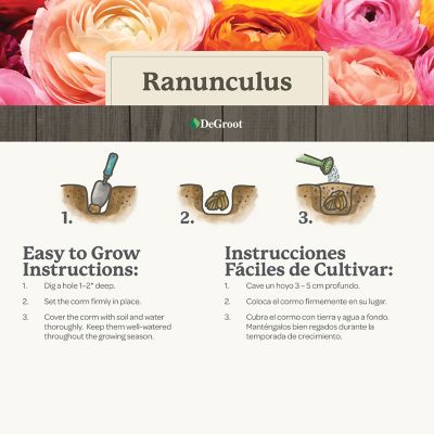 Image showing 5 th DeGroot Ranunculus Mix, 25 Bulbs