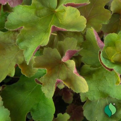 Image showing 2 th DeGroot 1 gal. Caramel Coral Bells (Heuchera)