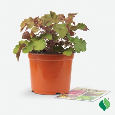 Image showing 4 th DeGroot 1 gal. Caramel Coral Bells (Heuchera)