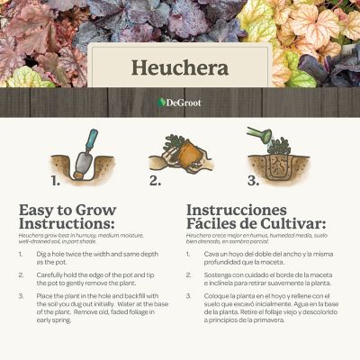 Image showing 5 th DeGroot 1 gal. Caramel Coral Bells (Heuchera)