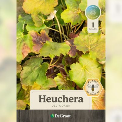Image showing 1 th DeGroot 1 gal. Delta Dawn Coral Bells (Heuchera)
