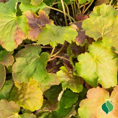 Image showing 2 th DeGroot 1 gal. Delta Dawn Coral Bells (Heuchera)