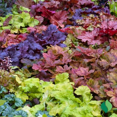 Image showing 3 th DeGroot 1 gal. Delta Dawn Coral Bells (Heuchera)