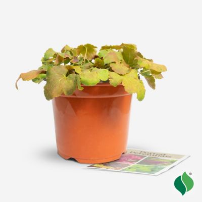 Image showing 4 th DeGroot 1 gal. Delta Dawn Coral Bells (Heuchera)