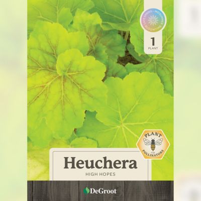 Image showing  1 gal. High Hopes Coral Bells (Heuchera)