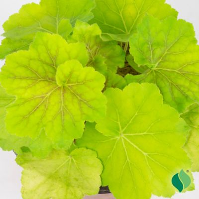 Image showing  1 gal. High Hopes Coral Bells (Heuchera)