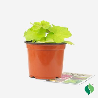 Image showing  1 gal. High Hopes Coral Bells (Heuchera)