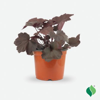 DeGroot 1 gal. Magma Coral Bells (Heuchera)