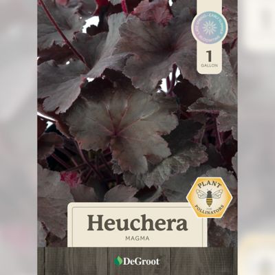 Image showing 1 th DeGroot 1 gal. Magma Coral Bells, Heuchera