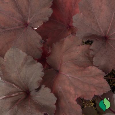 Image showing 2 th DeGroot 1 gal. Magma Coral Bells, Heuchera