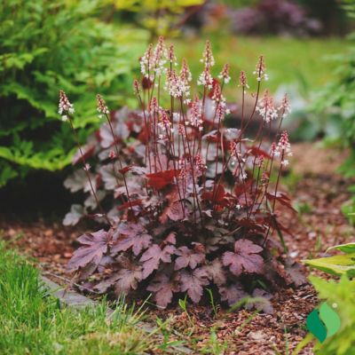 Image showing 3 th DeGroot 1 gal. Magma Coral Bells, Heuchera