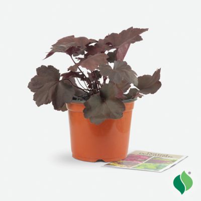 Image showing 4 th DeGroot 1 gal. Magma Coral Bells, Heuchera