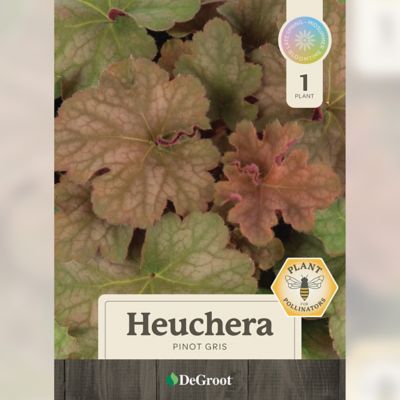 Image showing 1 th DeGroot 1 gal. Pinot Gris Coral Bells (Heuchera)
