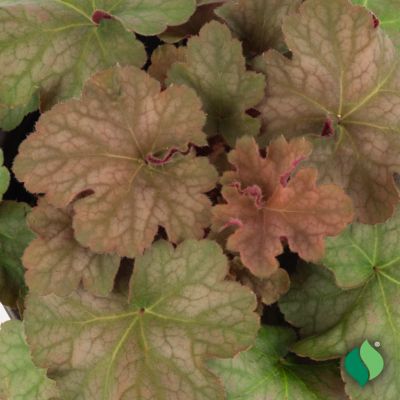 Image showing 2 th DeGroot 1 gal. Pinot Gris Coral Bells (Heuchera)