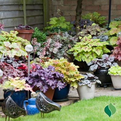 Image showing 3 th DeGroot 1 gal. Pinot Gris Coral Bells (Heuchera)